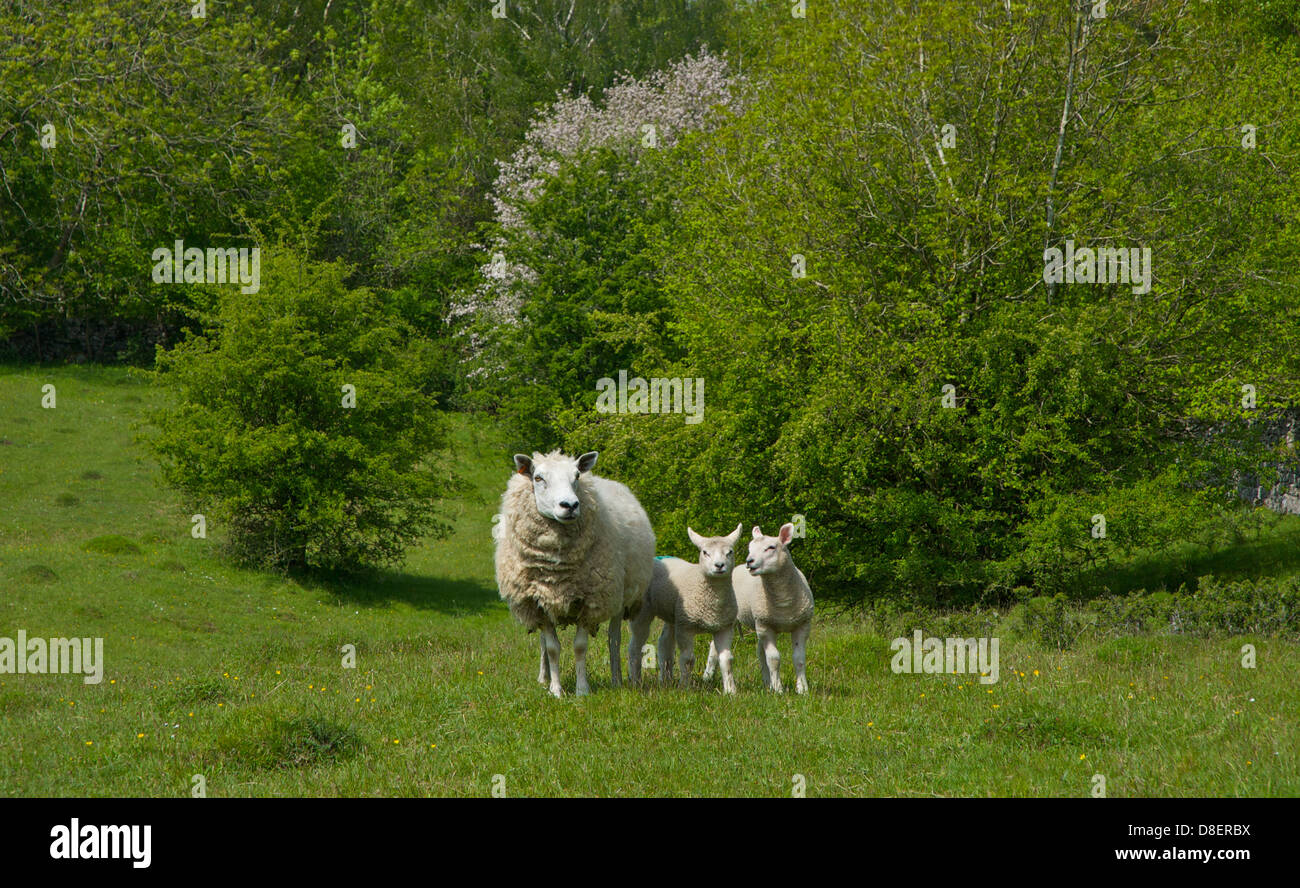 Farmland with sheep hi-res stock photography and images - Alamy