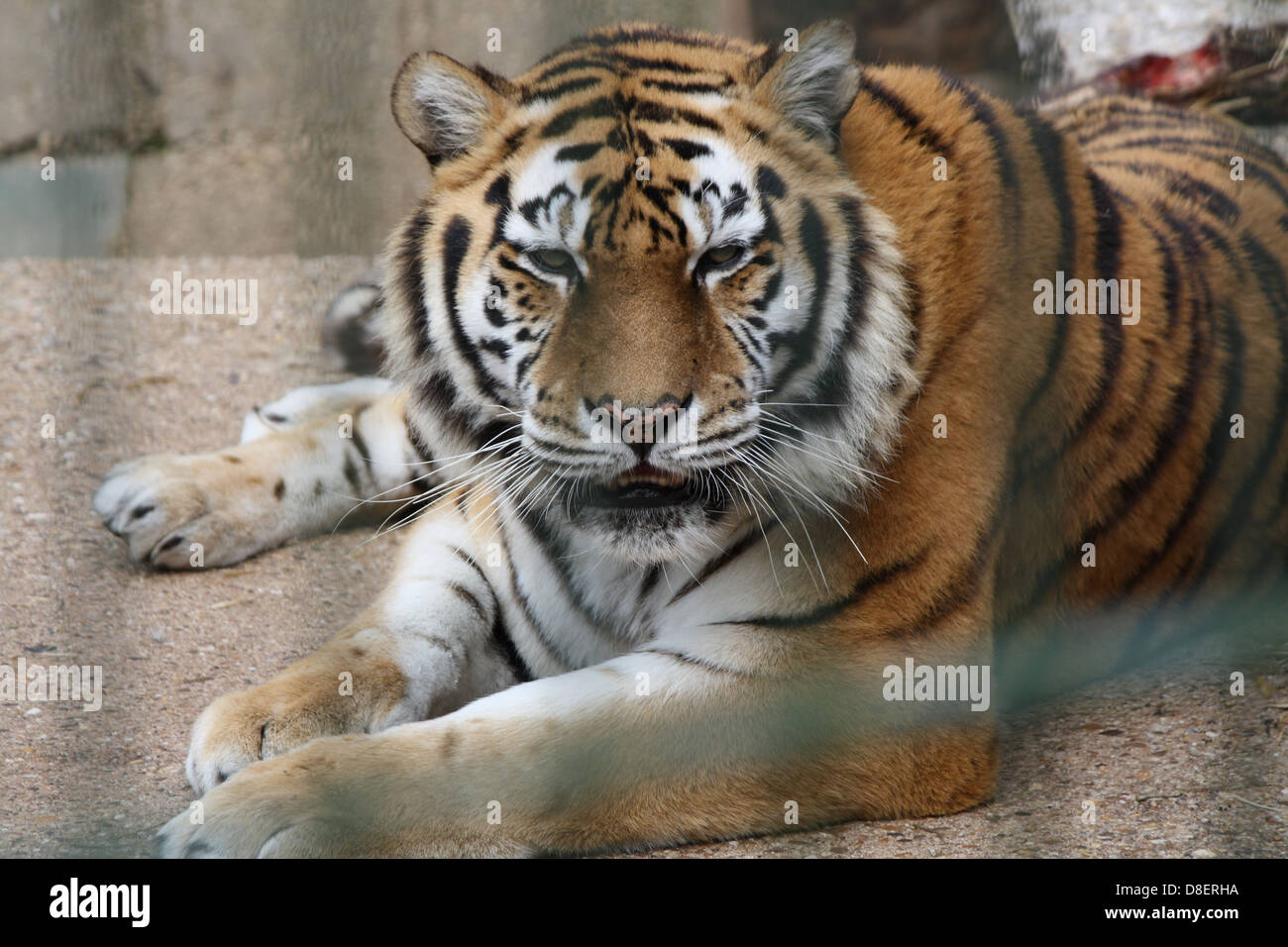 Tiger sitting down in a zoo enclosure. Stock Photo