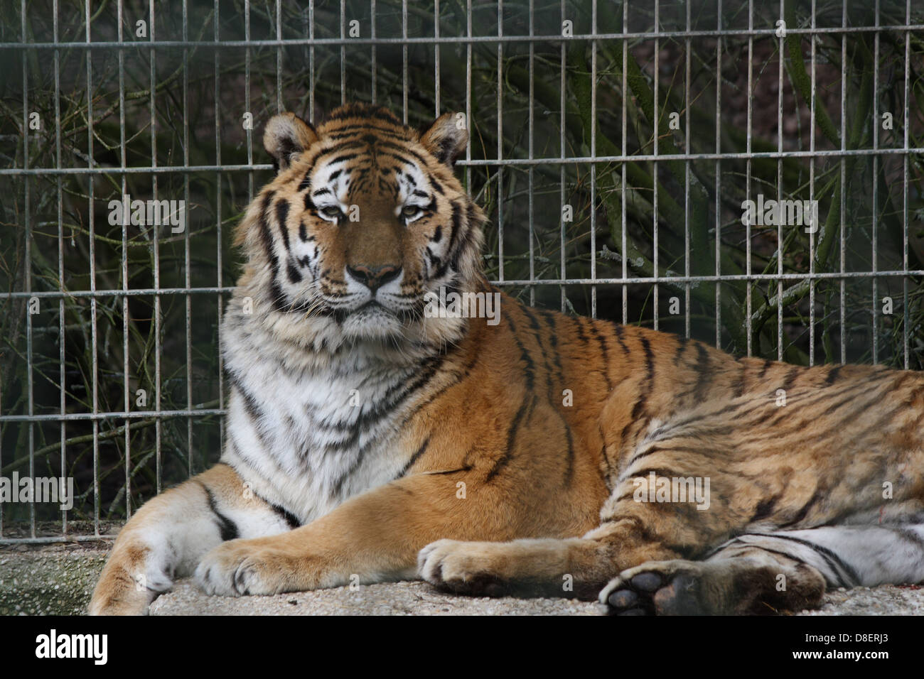 Tiger sitting down in a zoo enclosure. Stock Photo