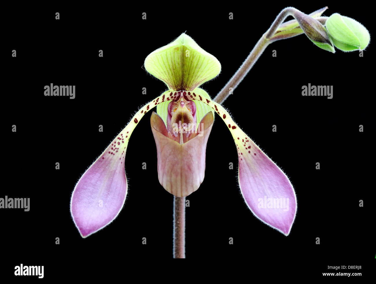 Lady's slipper orchid flower and bud, Paphiopedilum Paph lowii. Stock Photo