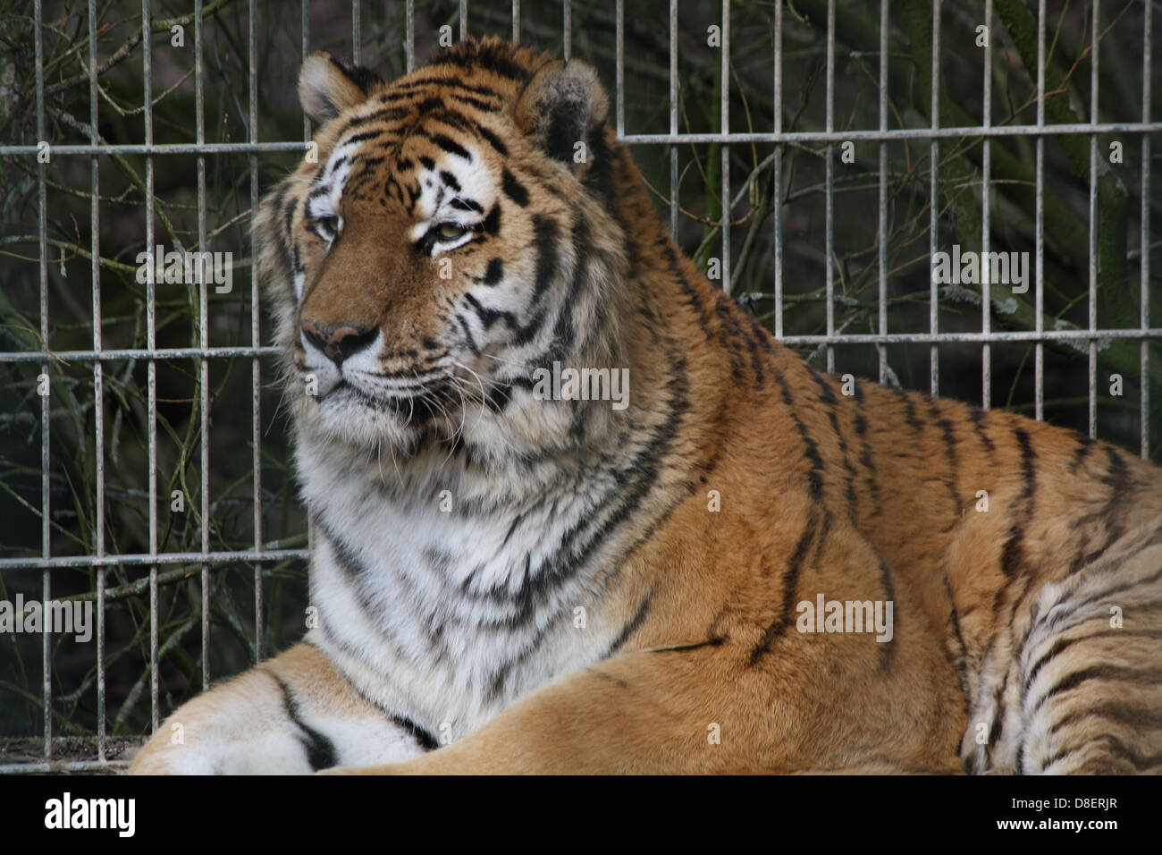 Portrait of a tiger in a zoo enclosure. Stock Photo