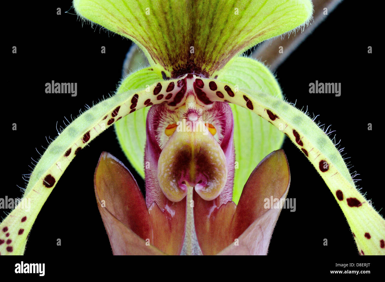 Lady's slipper orchid flower close-up, Paphiopedilum lowii Stock Photo