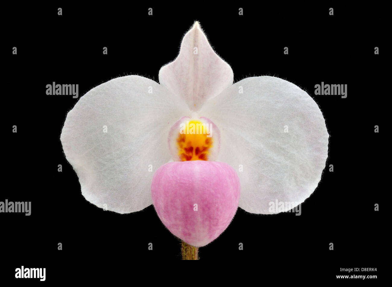 Lady's slipper orchid flower Paphiopedilum delenatii Stock Photo