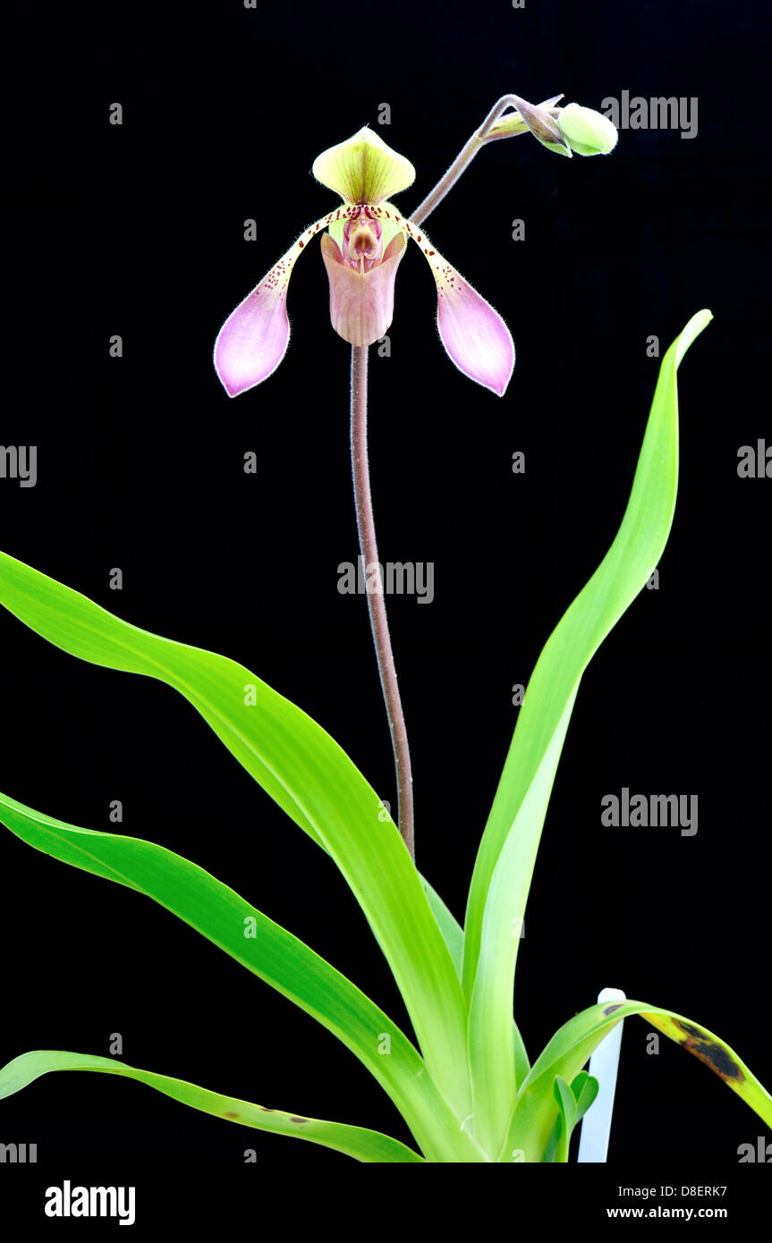 Lady's slipper orchid flower Paphiopedilum lowii. Stock Photo