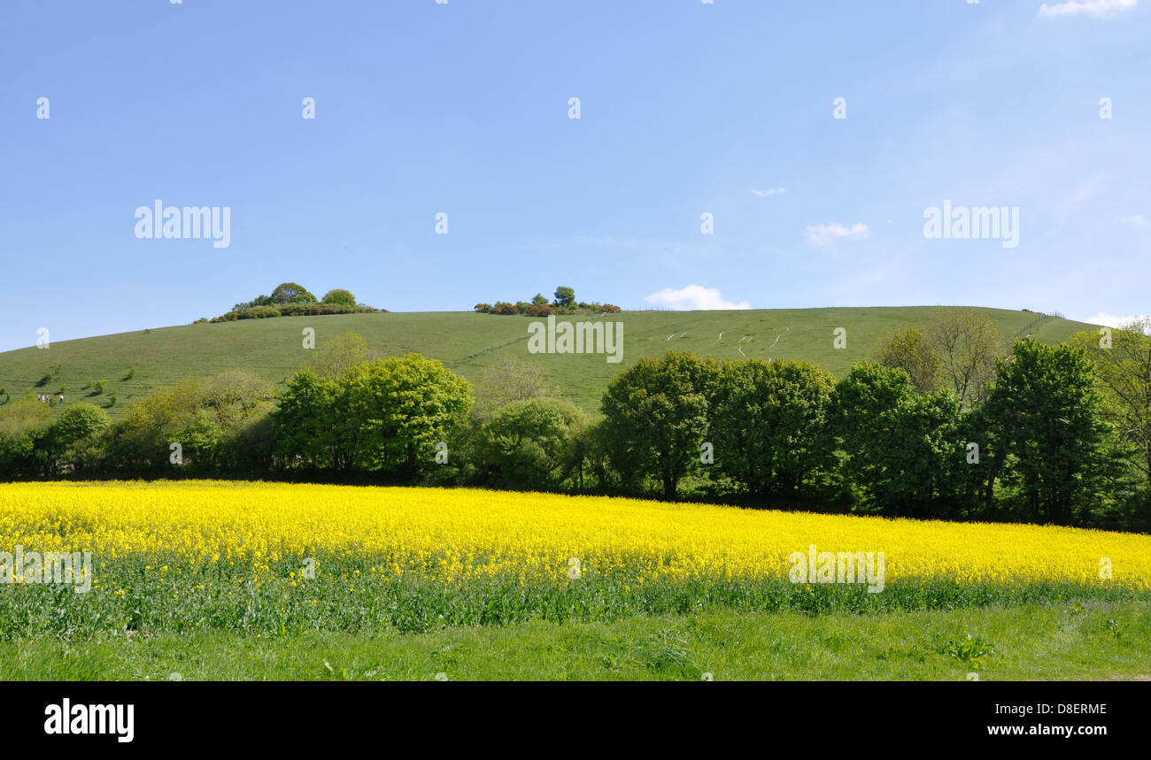 Field of oilseed rape crop against blue sky Dorset Stock Photo - Alamy