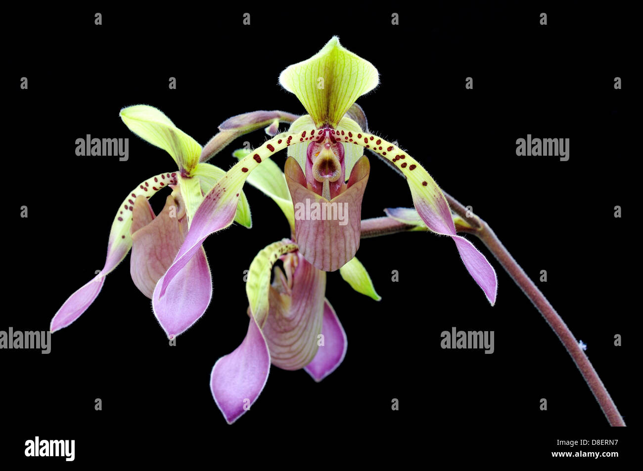 Lady's slipper orchid flowers Paphiopedilum lowii Stock Photo