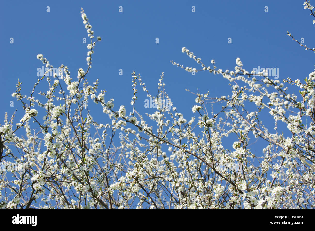 Blooming cherry tree in spring with blue sky in background Stock Photo ...