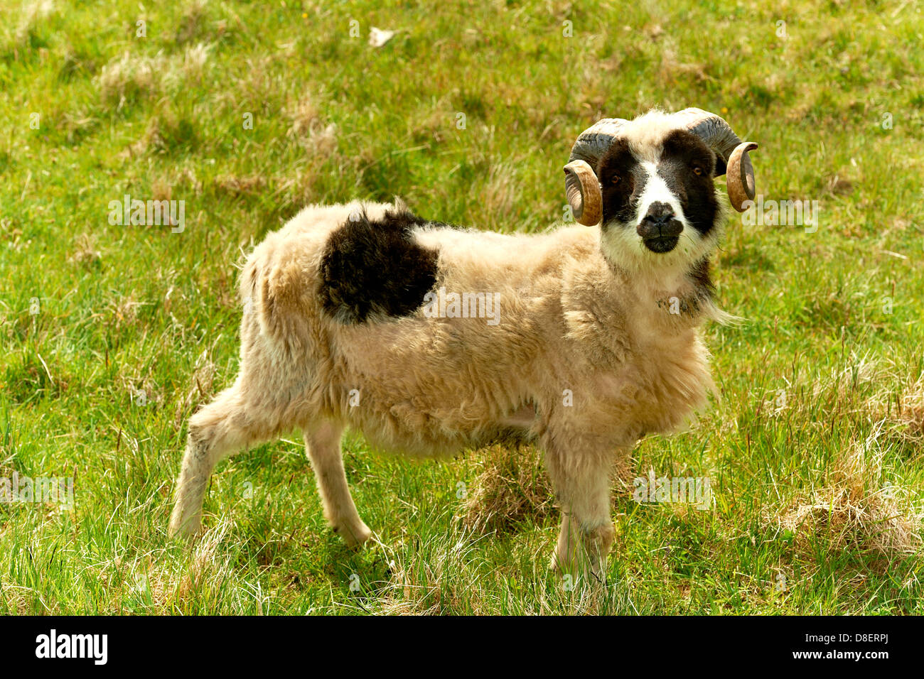Adult ram sheep in a grass field Stock Photo Alamy