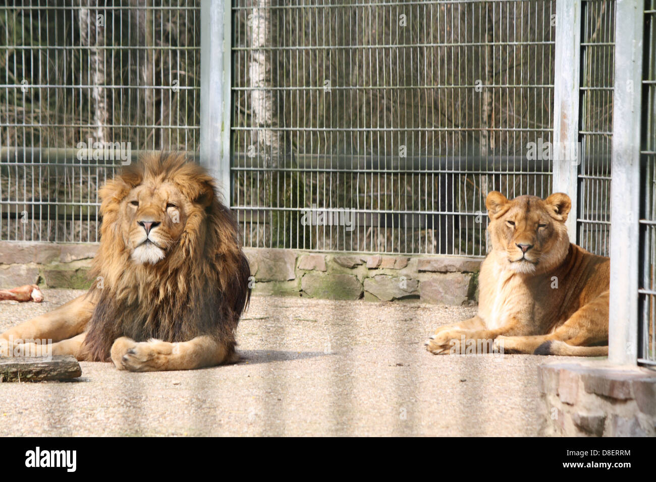 Two lions sitting in a zoo enclosure Stock Photo - Alamy