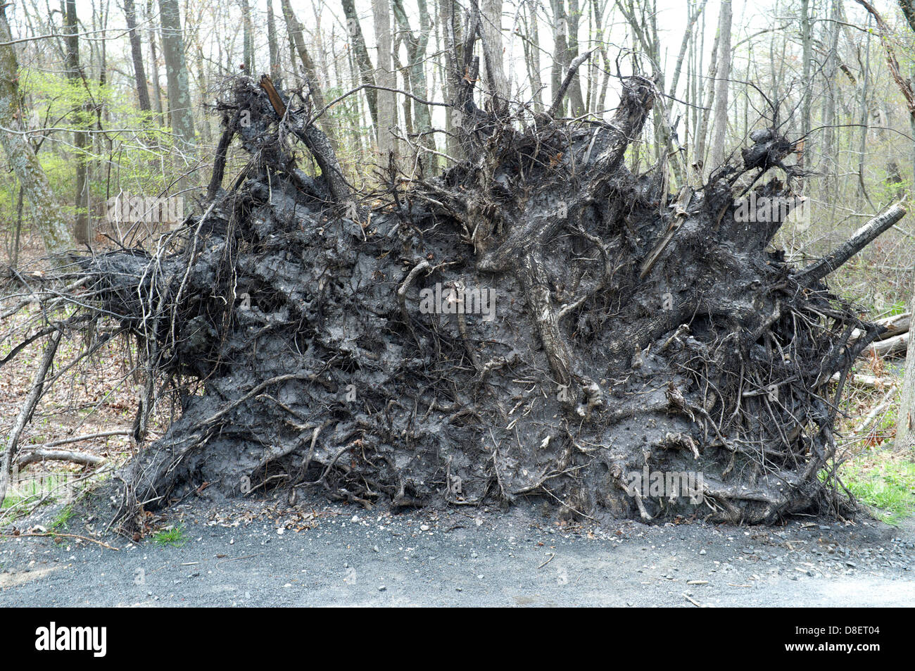 Underside of uprooted Tree in Manasquan Reservoir Park, Manasquan, New Jersey Stock Photo