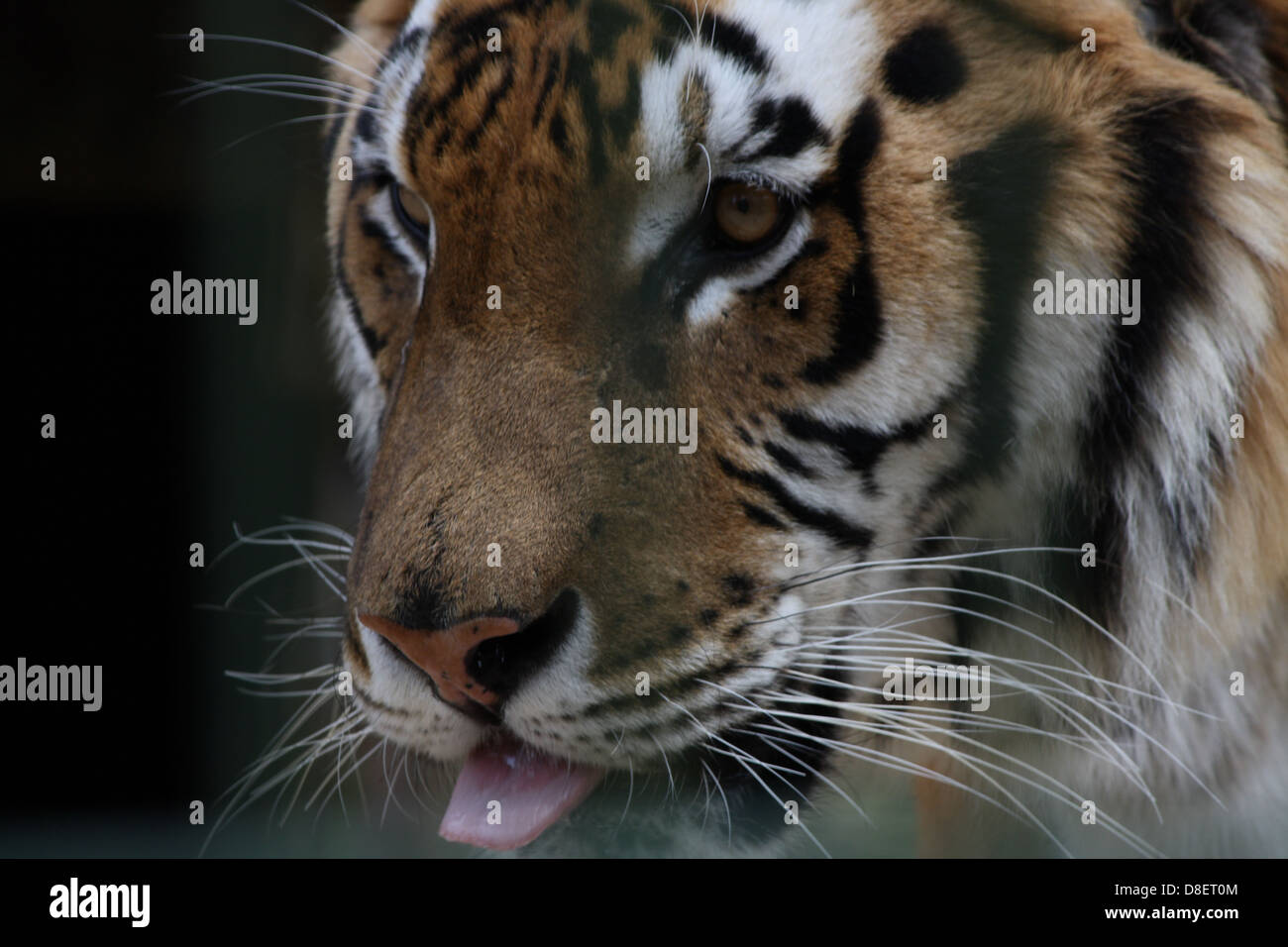 Tiger with his tongue out in a zoo enclosure. Stock Photo