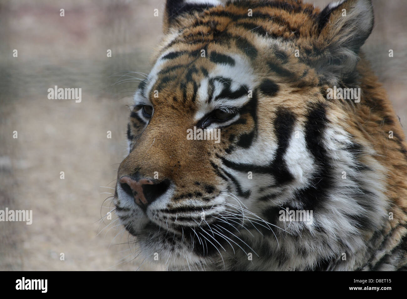 Portrait of a tiger in a zoo enclosure. Stock Photo