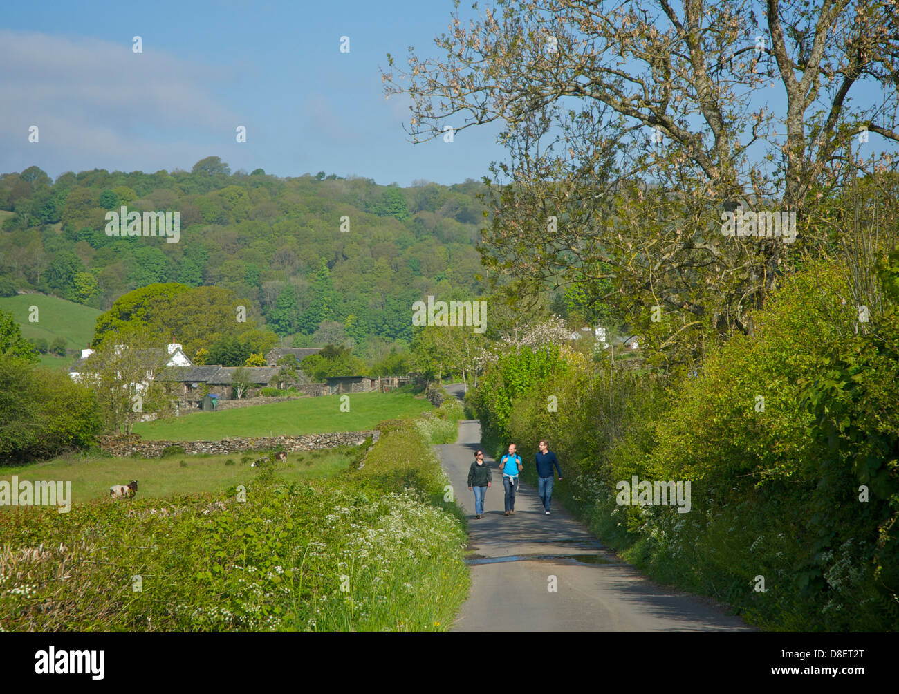 Three walkers on country lane near Bowland Bridge, South Lakeland, Lake