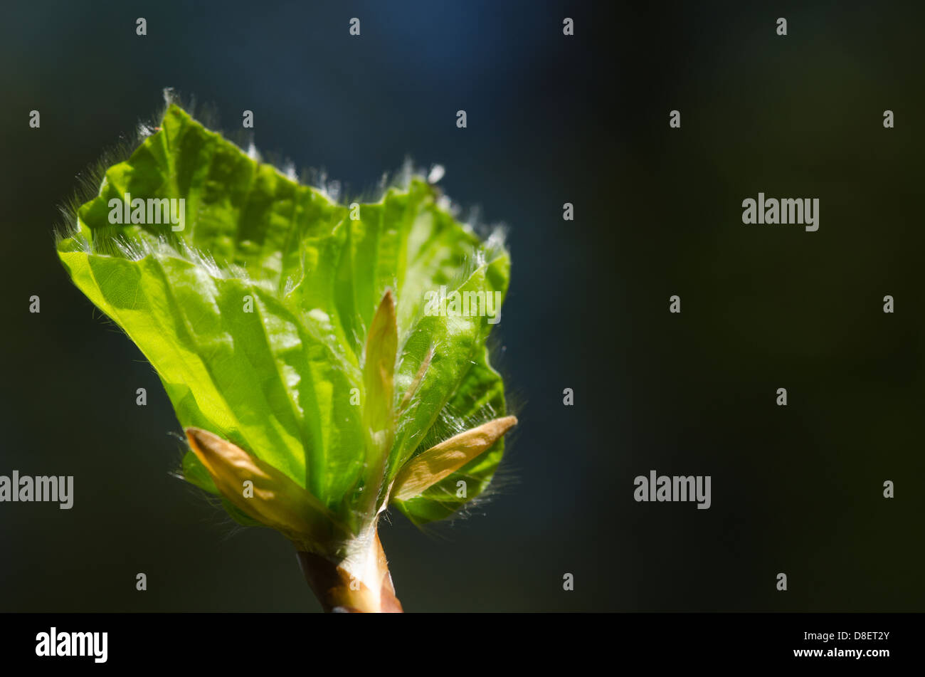 Beech tree in early summer hi-res stock photography and images - Alamy