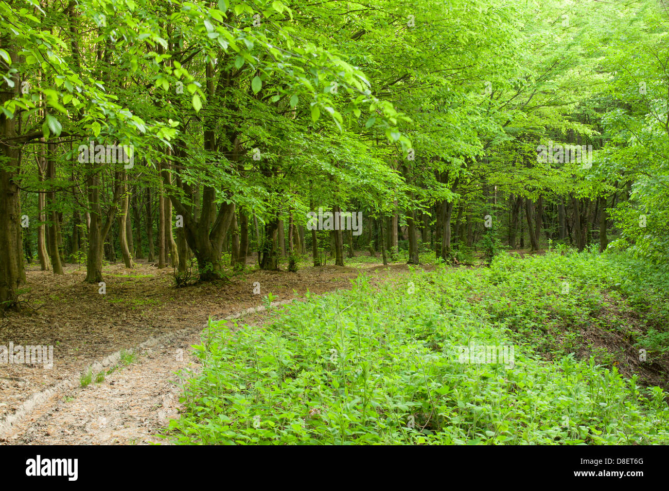 Mixed forest in spring hi-res stock photography and images - Alamy