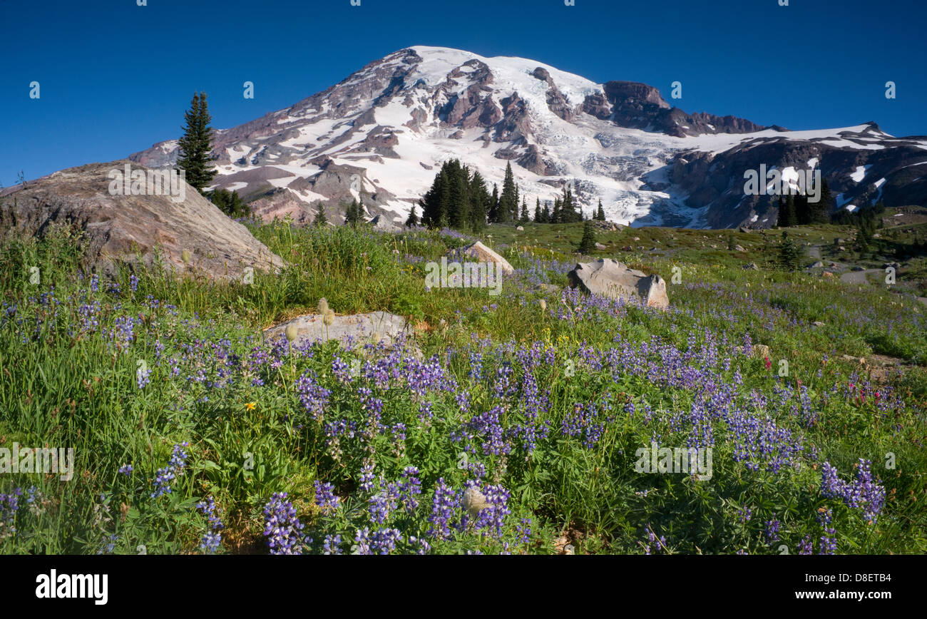 Mt. Rainier and Wildflowers in Bloom Stock Photo Alamy