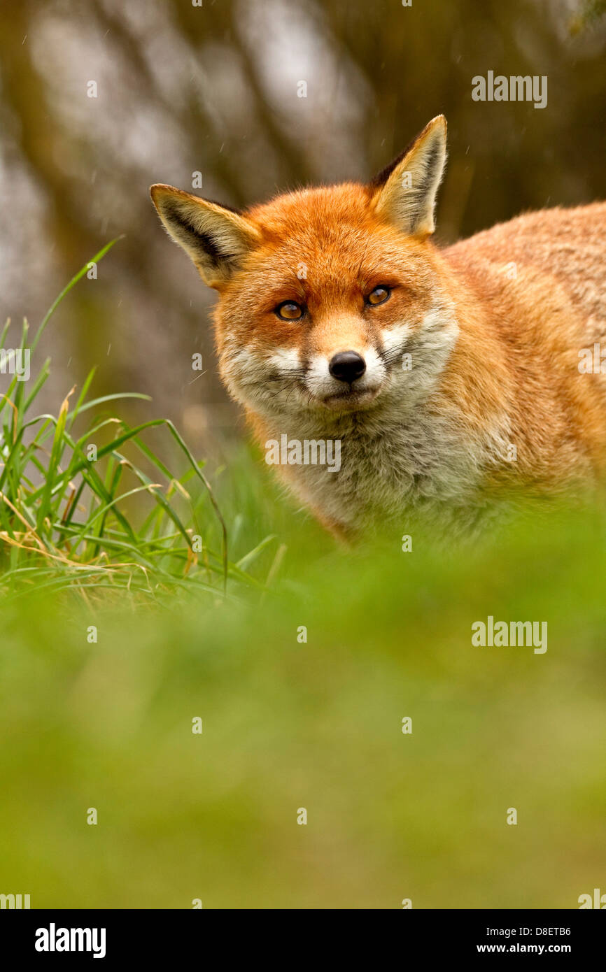 A Red fox portrait taken in surrey, england, during the spring Stock ...