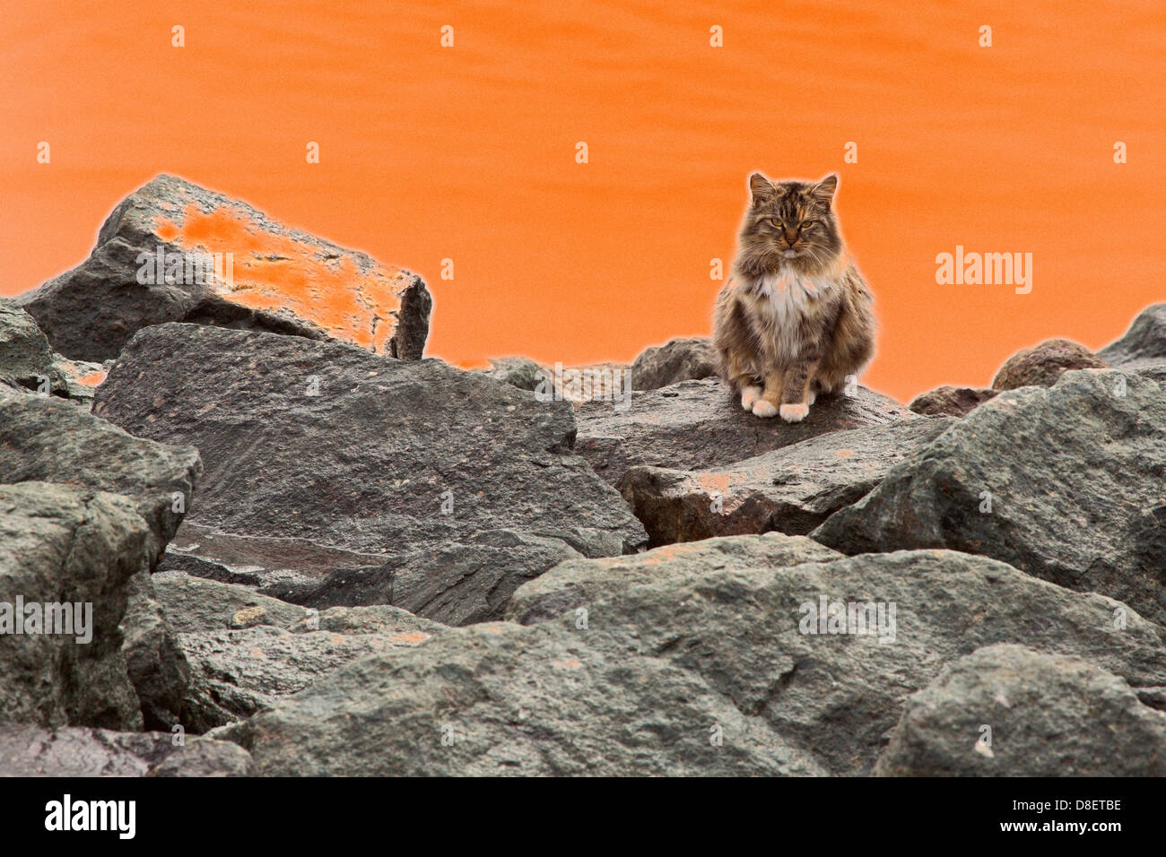 National City, California - A feral cat, a member of a cat colony on the waterfront in the Port of San Diego. Stock Photo