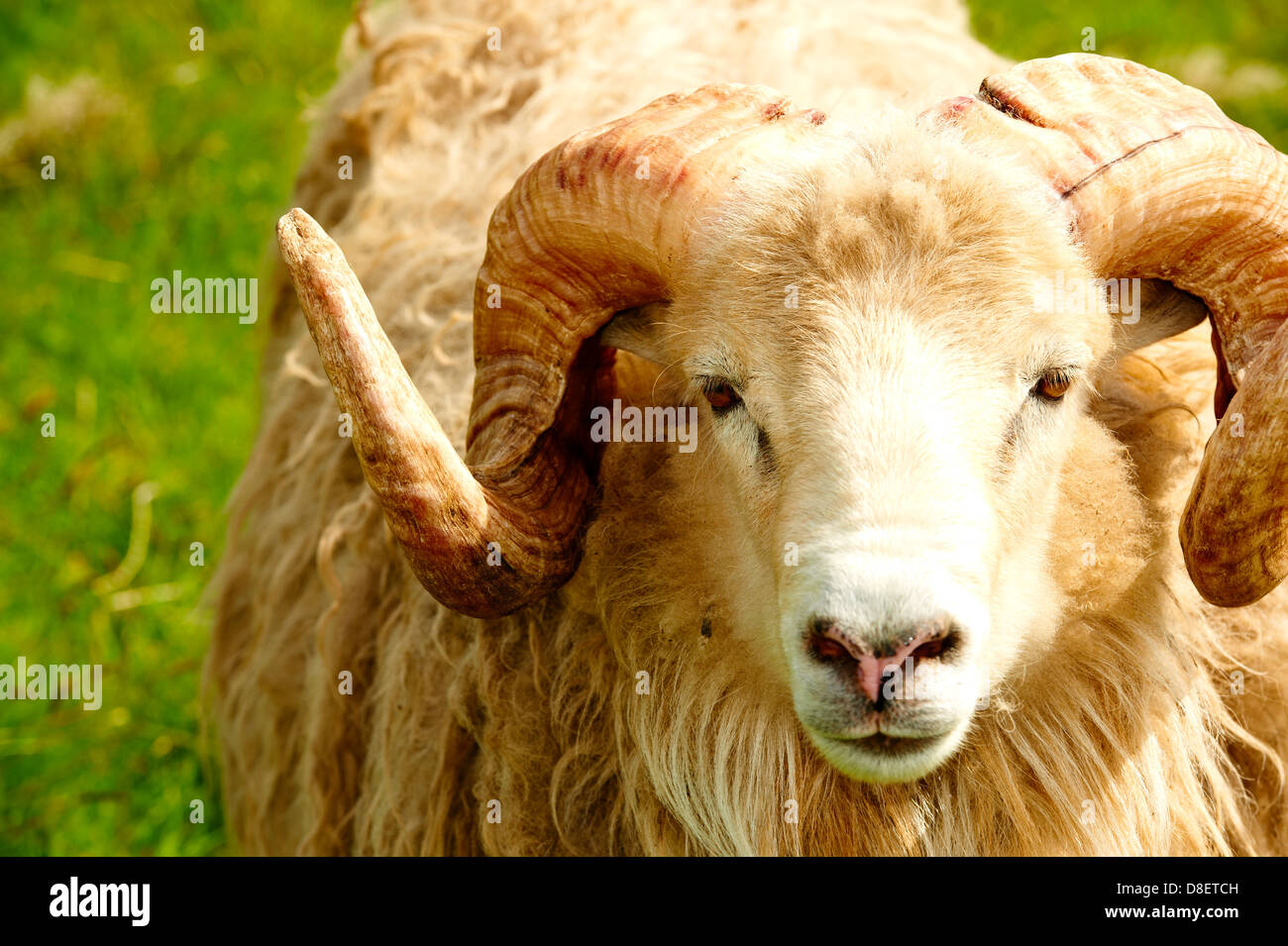 Adult ram sheep in a grass field Stock Photo - Alamy