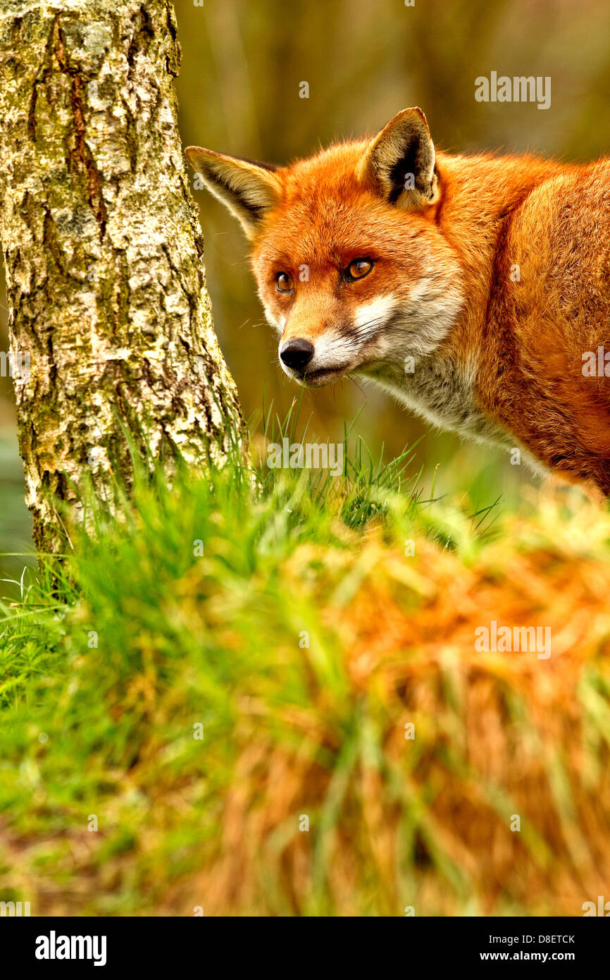 A Red fox portrait taken in surrey, england, during the spring Stock ...