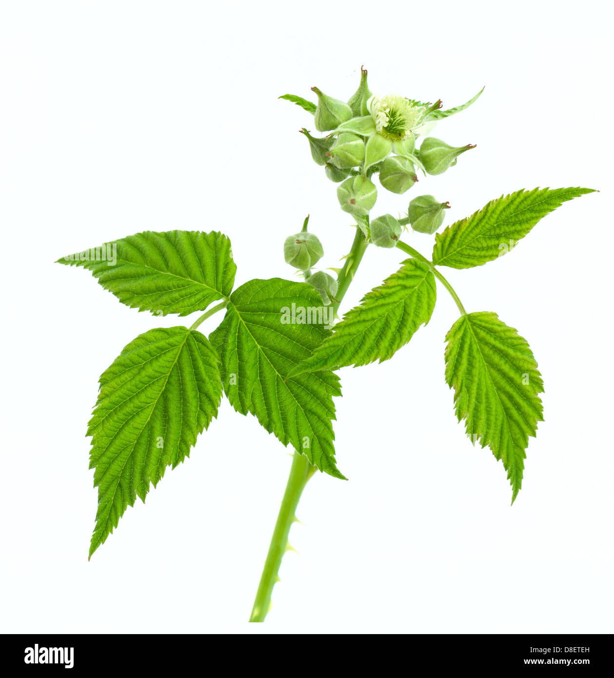 Blackberry blossom isolated on white background Stock Photo