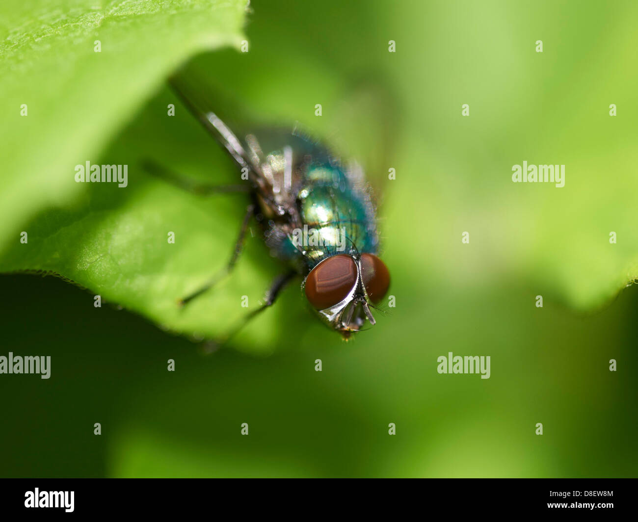 Green Bottle fly perched on plant leaf Stock Photo