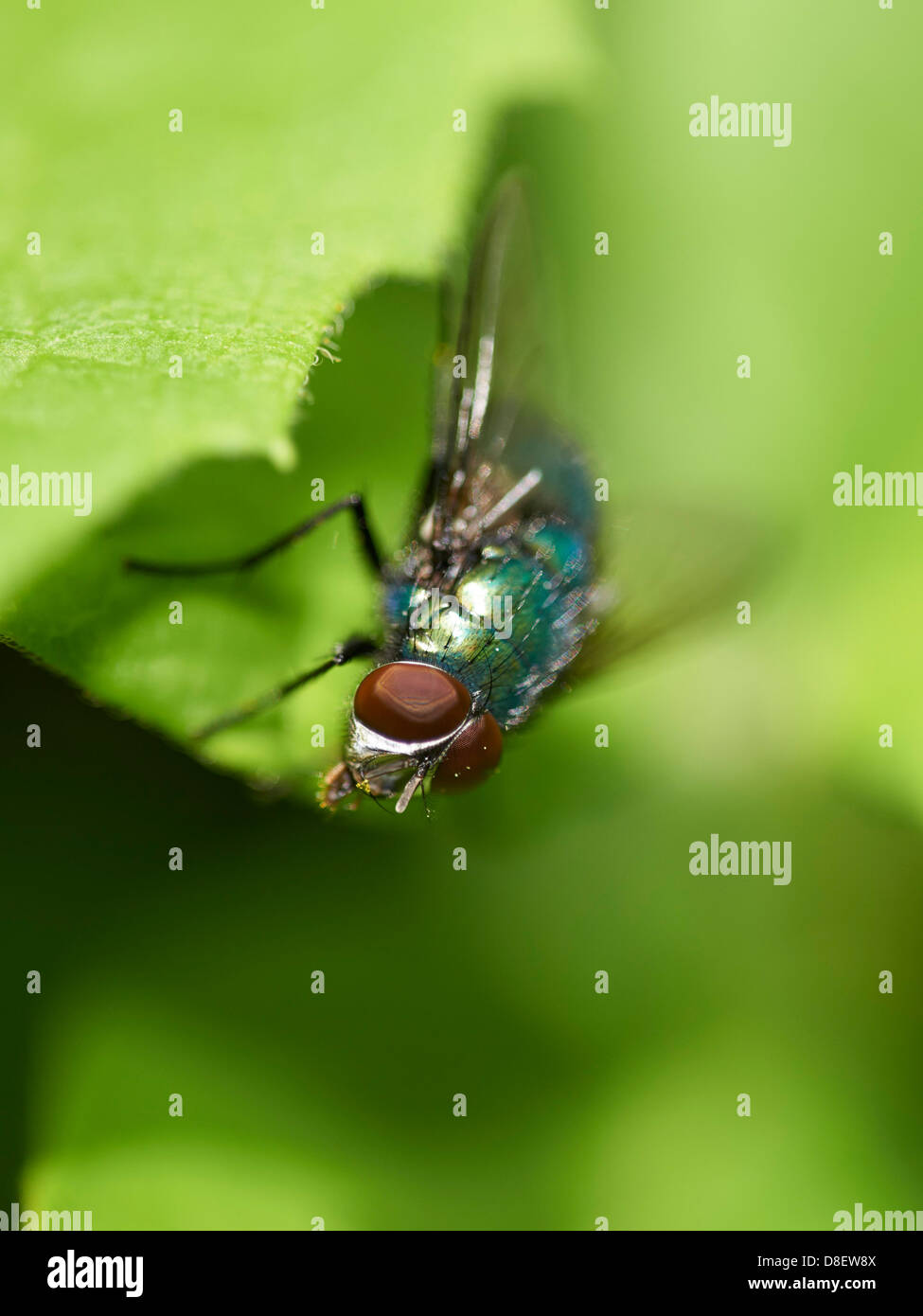 Green Bottle fly perched on plant leaf Stock Photo