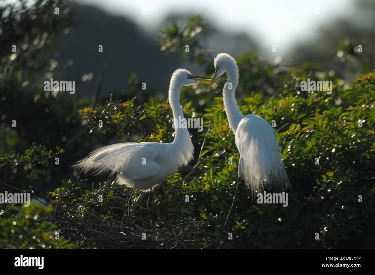 Two Great Egrets cross beaks at the Rookerie in Venice, Florida. Stock Photo