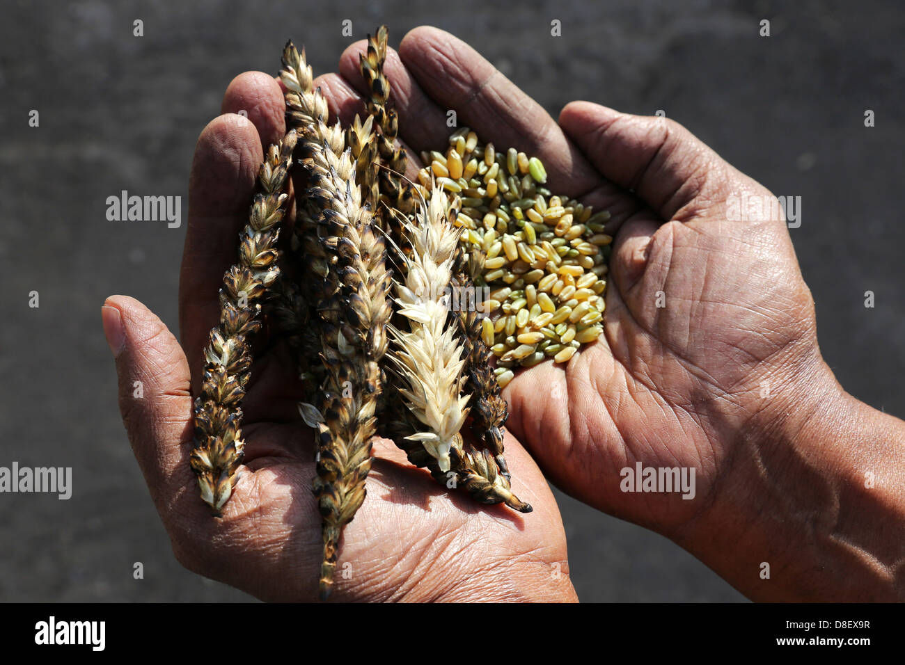 Koerner egypt hi-res stock photography and images - Alamy