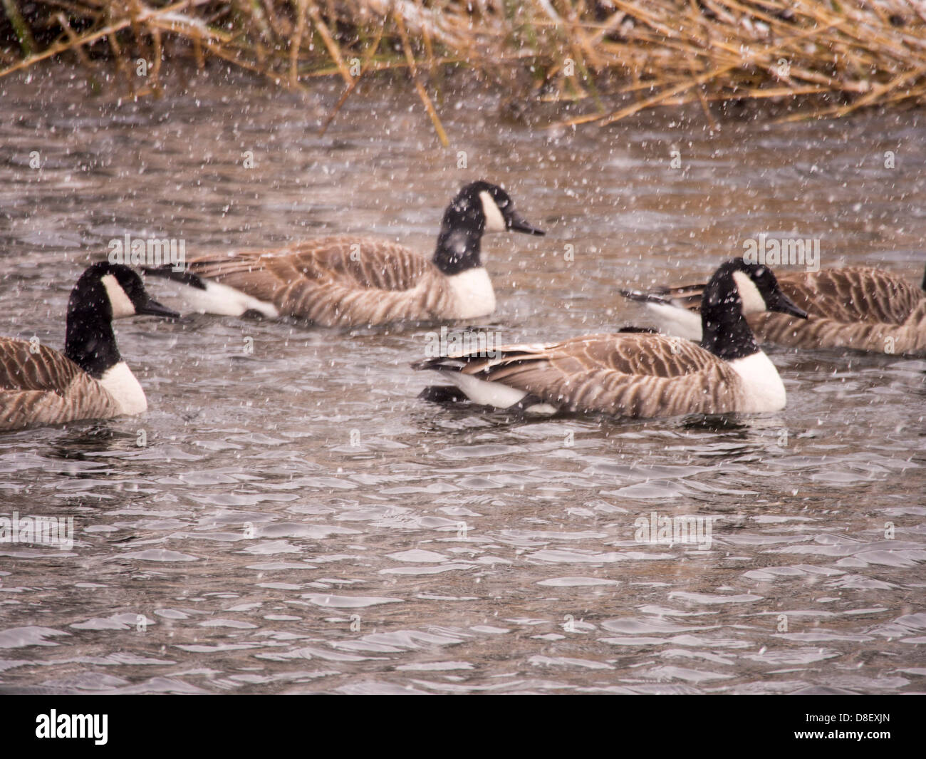 canada goose branta windermere canada goose branta windermere