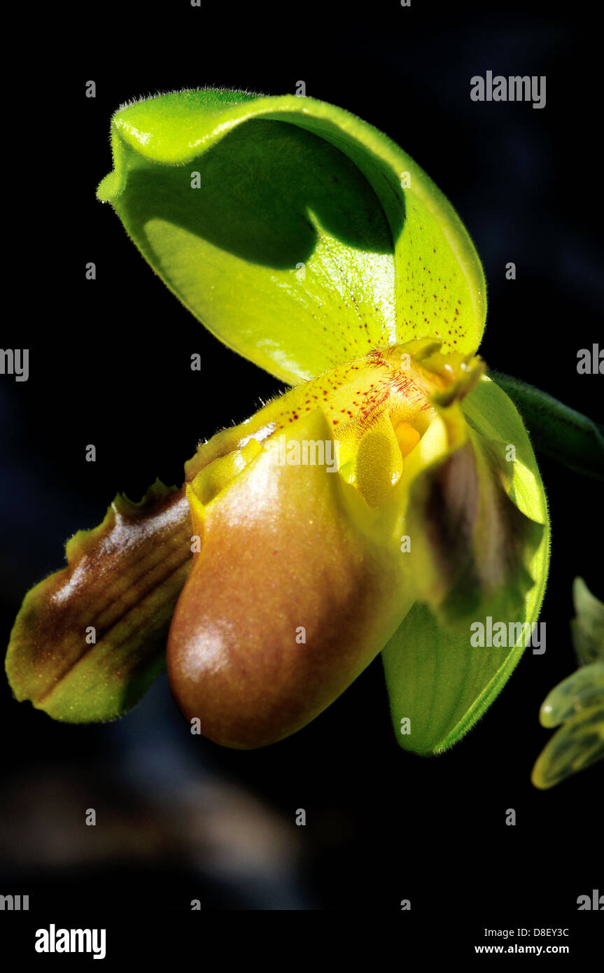Lady's slipper orchid flower Paphiopedilum Valime Stock Photo