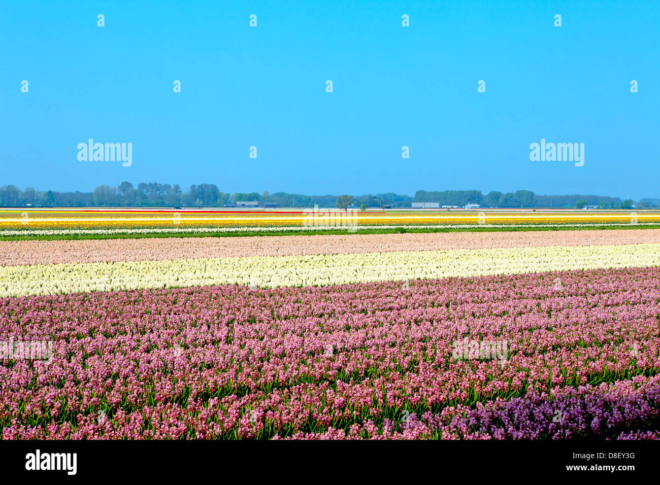 Dutch bulb field of pink and colorful hyacinths Stock Photo - Alamy