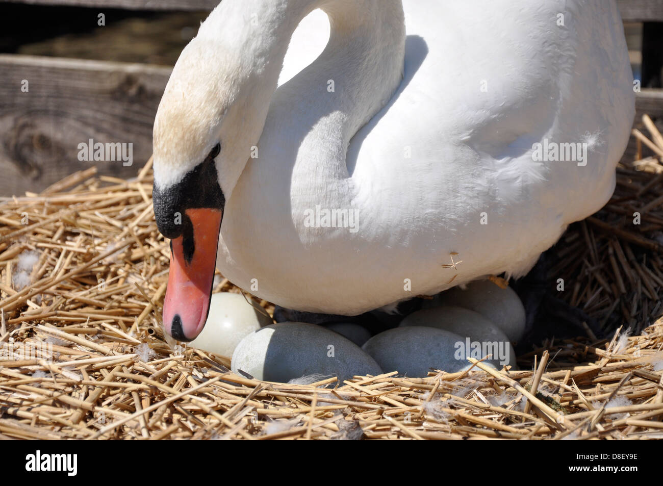 Mute swan (Cygnus olor) on eggs, Abbotsbury Swannery, Dorset Stock