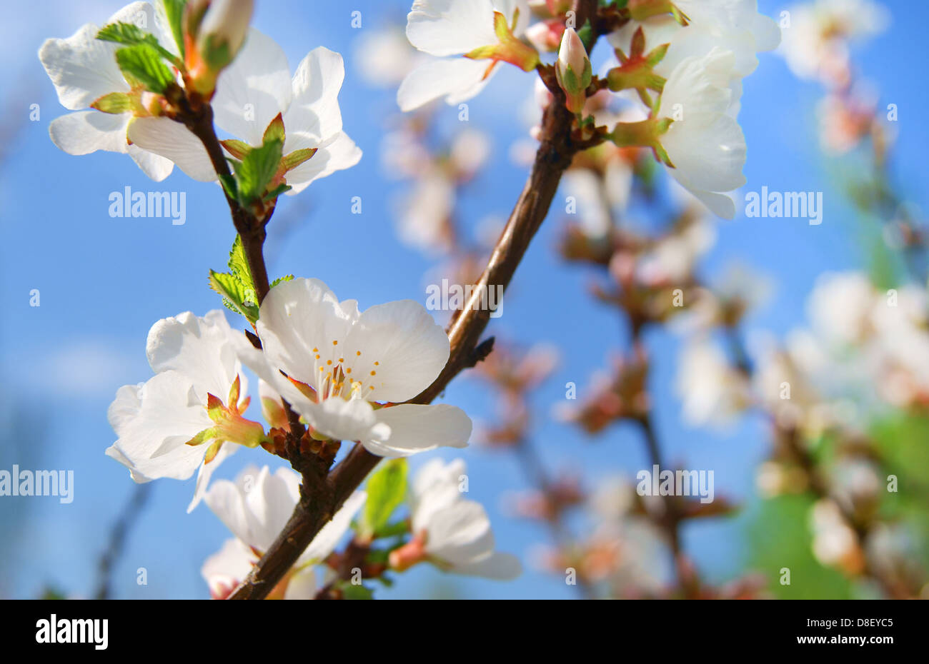 Cherry blossom branch petal hi-res stock photography and images - Alamy