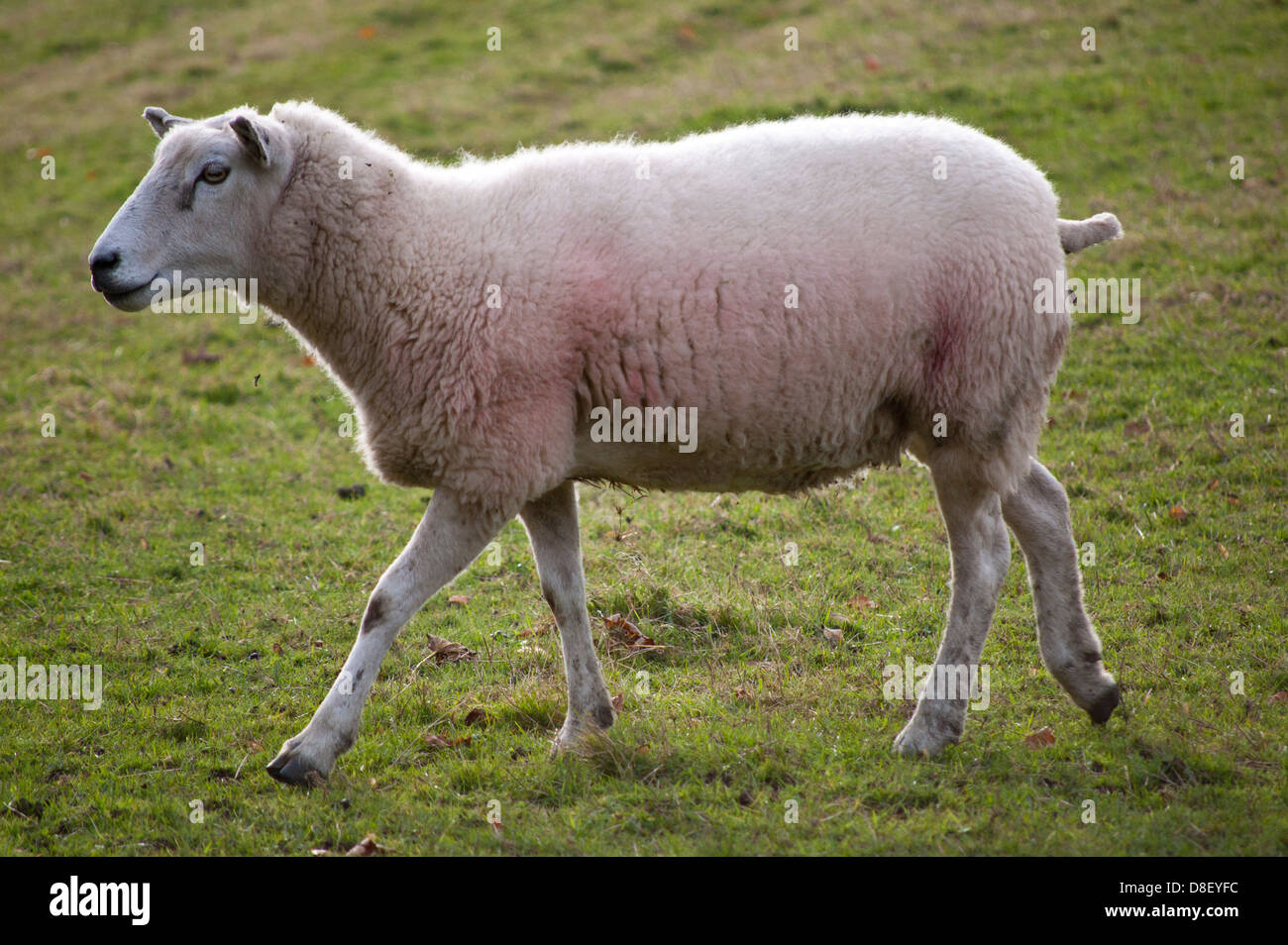 Close-up of sheep in field Stock Photo