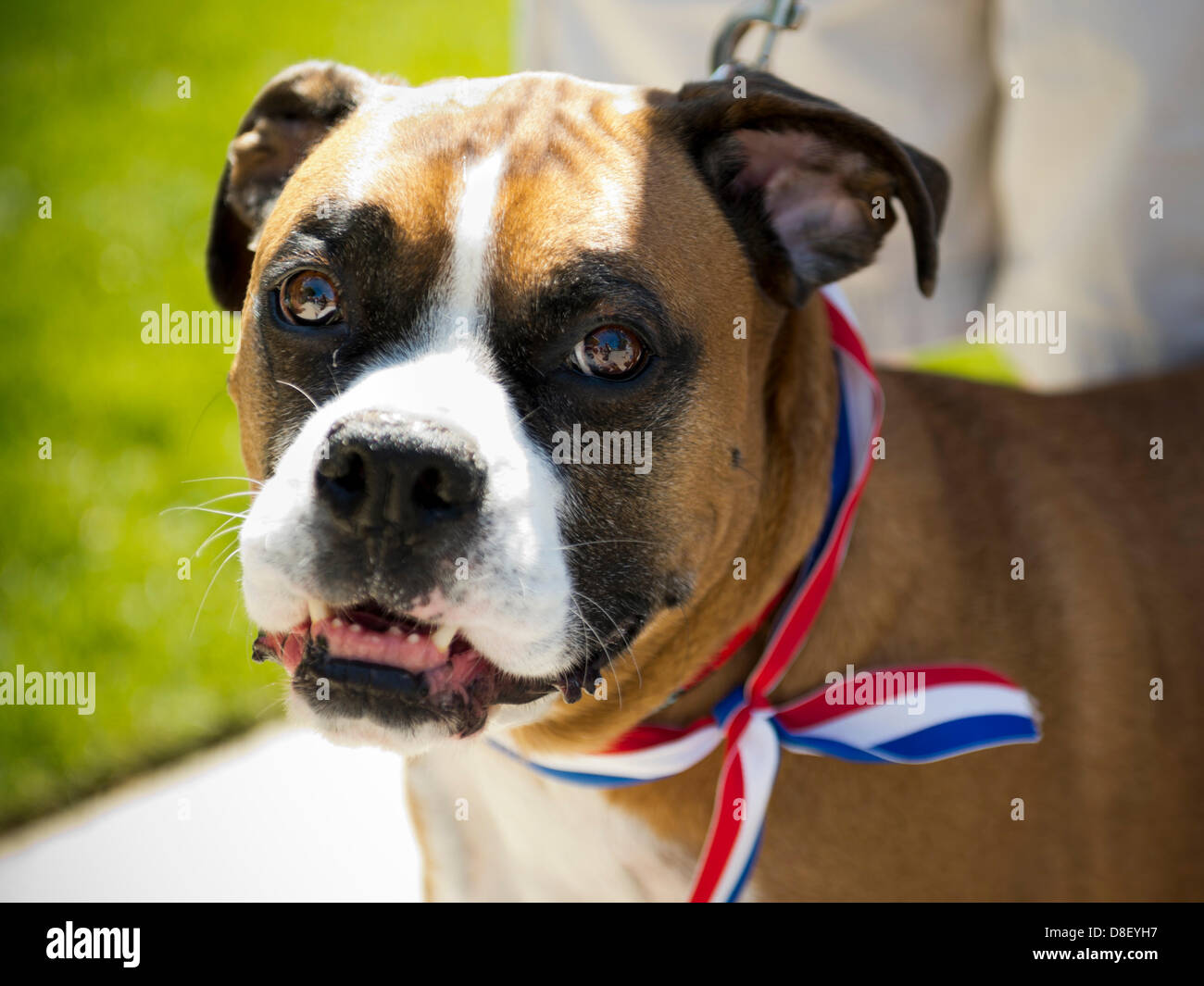 Merrick, New York, USA. 27th May 2013. Harley Manson, a boxer dog, is ...