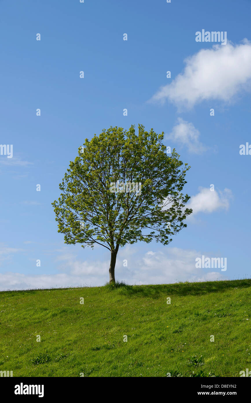 Small tree silhouetted against a blue sky Stock Photo
