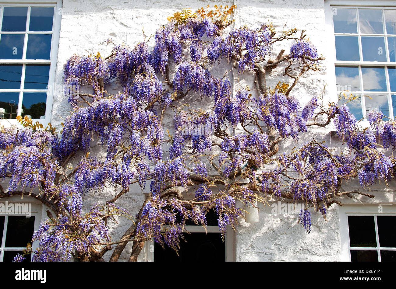 wisteria climbing on the front of a house Stock Photo