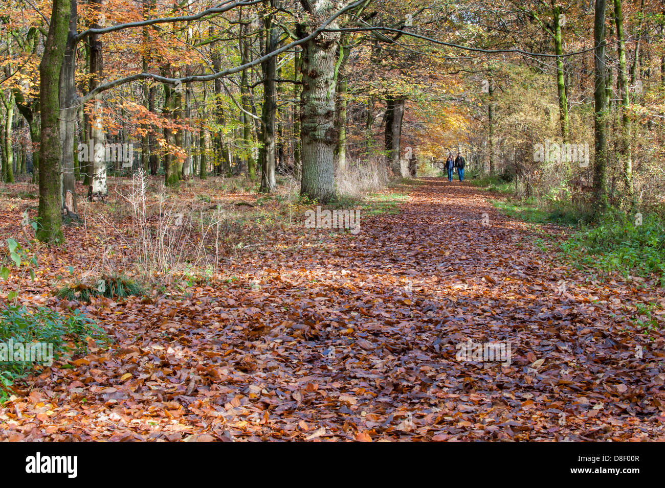 Two people walking in the woods during the Fall Stock Photo
