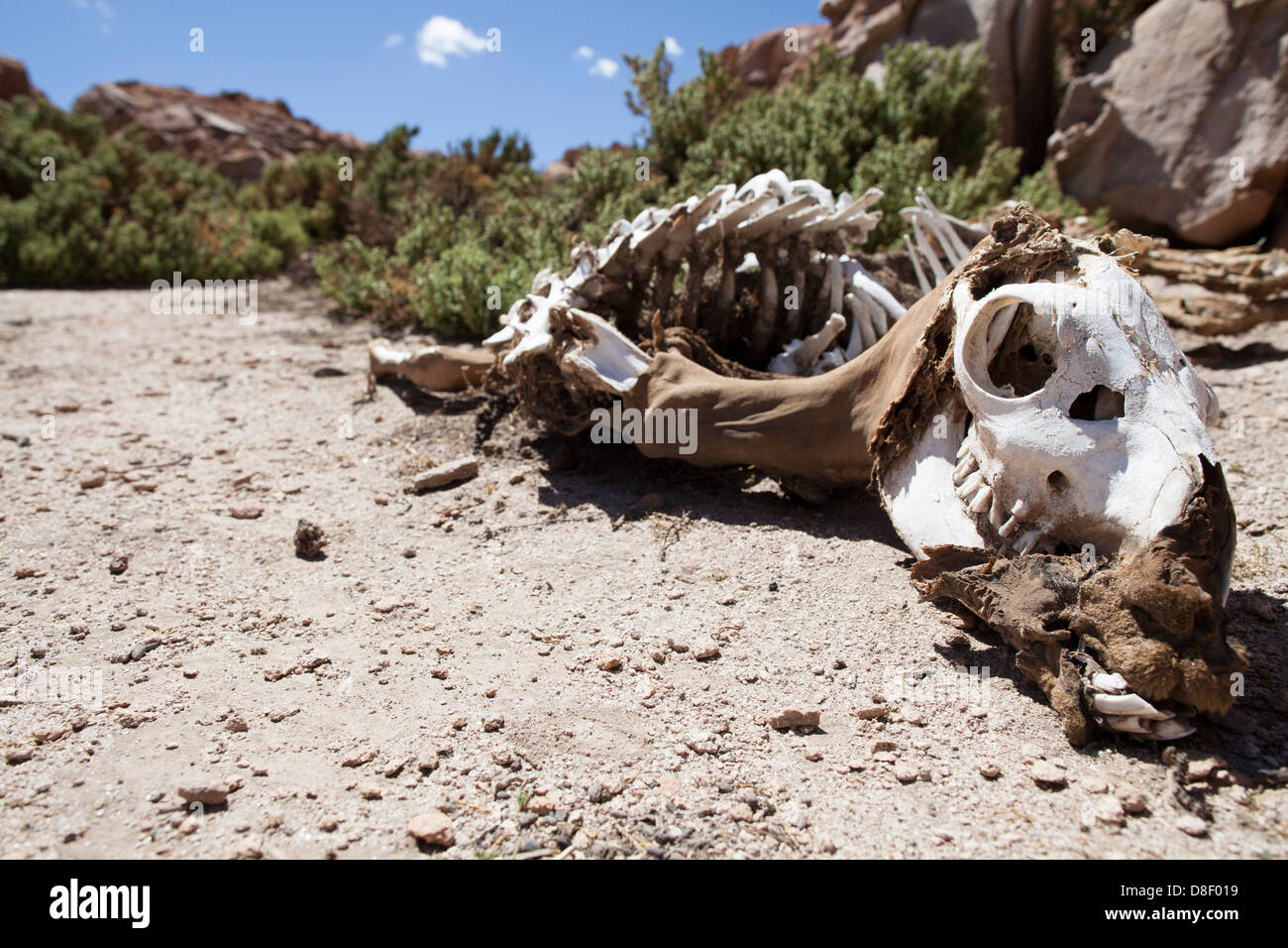 Rotten skeleton hi-res stock photography and images - Alamy
