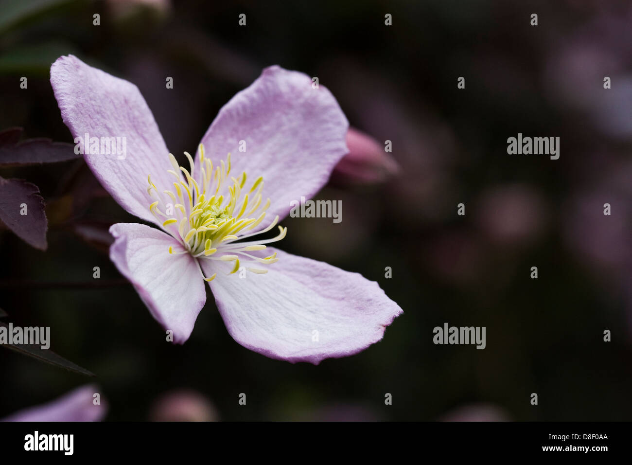 Clematis montana growing in the garden Stock Photo Alamy