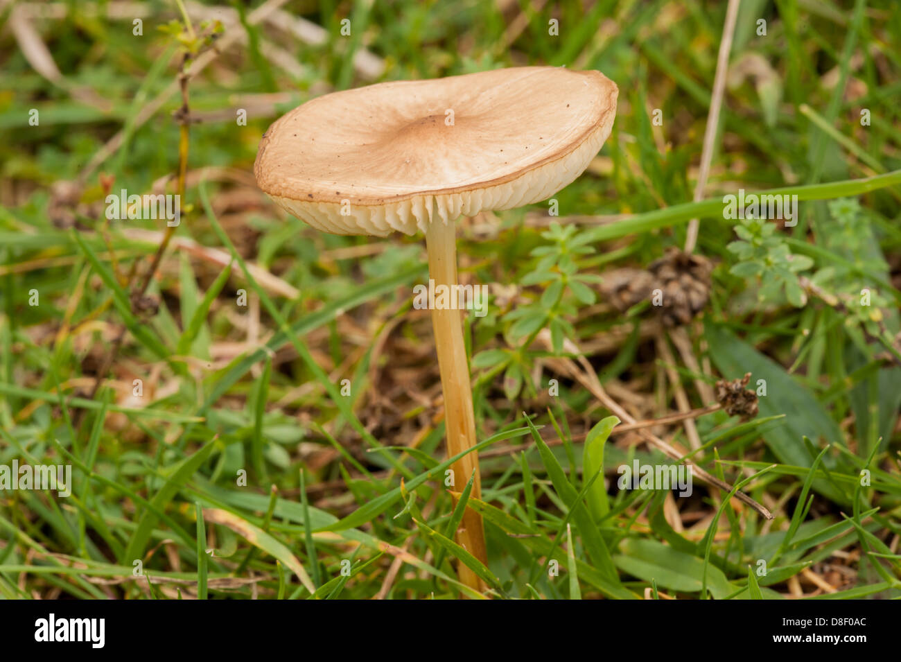 The Fairy Ring Mushroom Stock Photo
