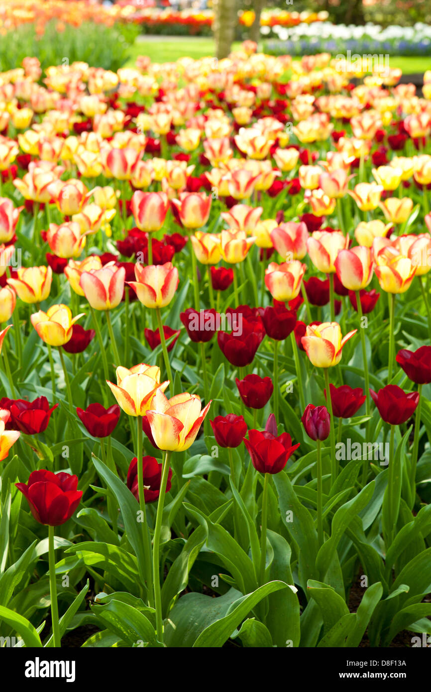 Field with colorful Dutch tulips in garden of Keukenhof Lisse Stock ...