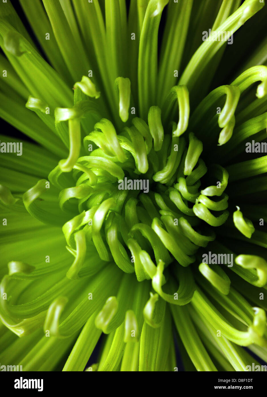 Chrysanthemum anastasia hi-res stock photography and images - Alamy