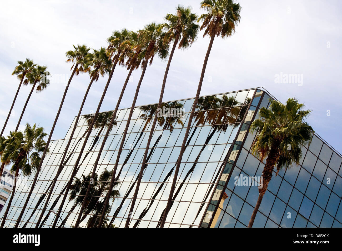 Palm tree reflections in sunny California, USA Stock Photo