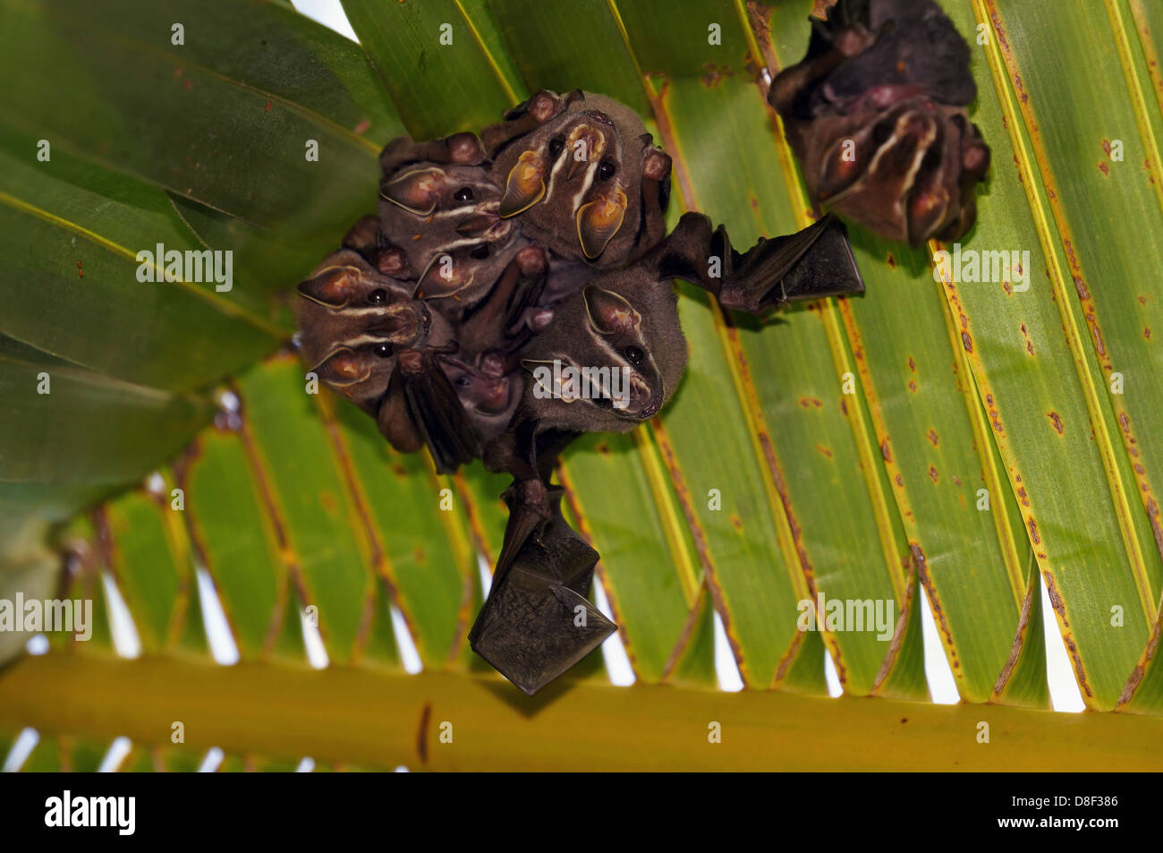 Tent-Making Bats, Uroderma bilobatum, under coconut palm, Caribbean