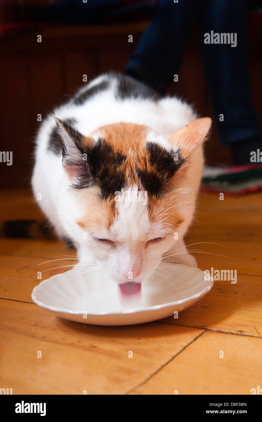 drink drinking bibs steel milk to gorge engulf devour straw pussycat cat  Stock Photo - Alamy