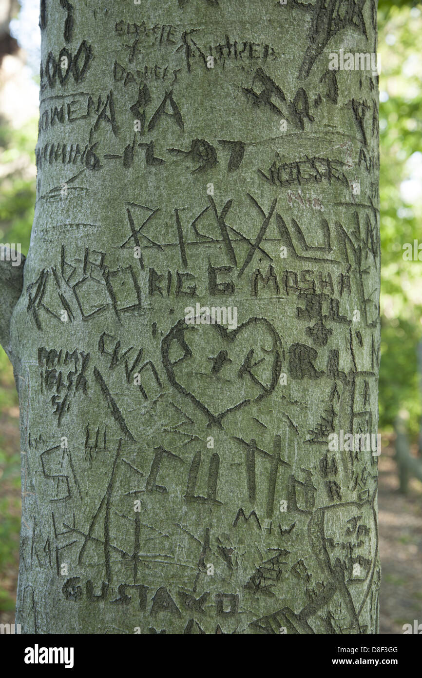 Tree trunk with a history of people's carved names & initials. Brooklyn Botanic Garden. Stock Photo