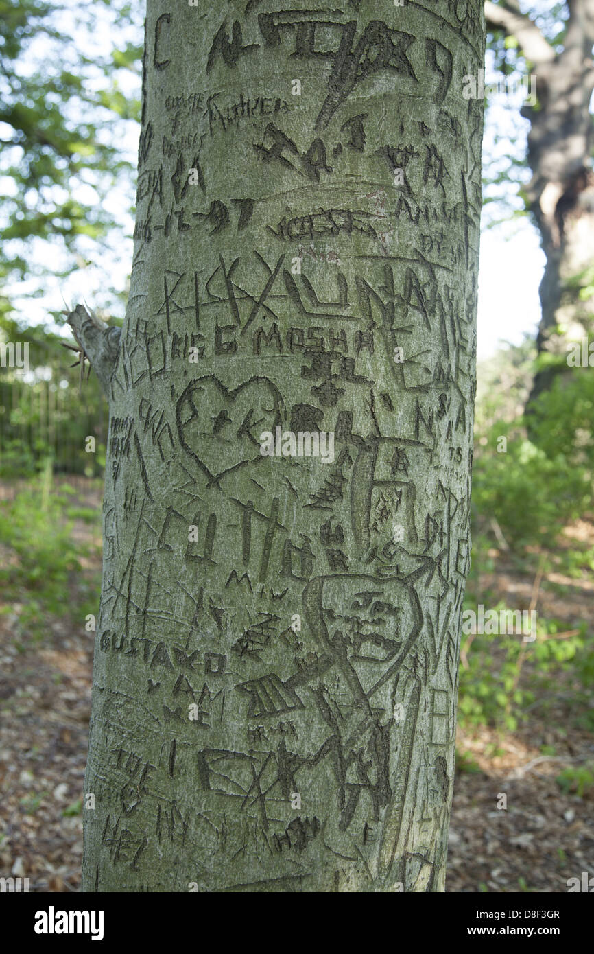 Tree trunk with a history of people's carved names & initials. Brooklyn Botanic Garden. Stock Photo