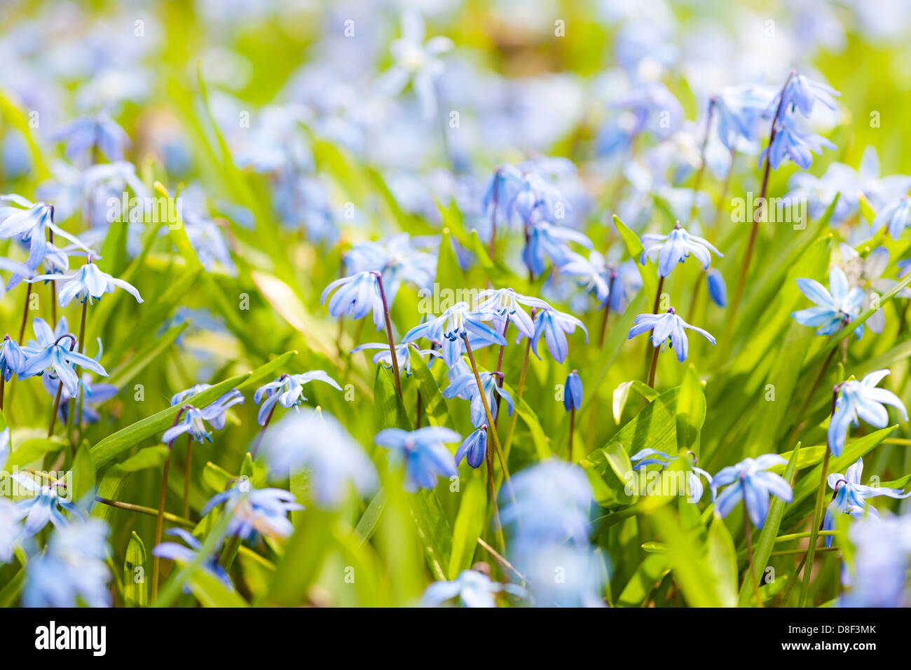 Spring Blue Flowerd Spring blue flowers hi-res stock photography and images - Alamy